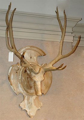Lot 1533 - Stag Head Animal Trophy