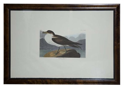 Lot 115 - After John James Audubon WANDERING SHEARWATER...