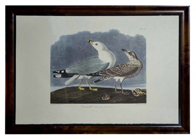 Lot 113 - After John James Audubon COMMON GULL Color...