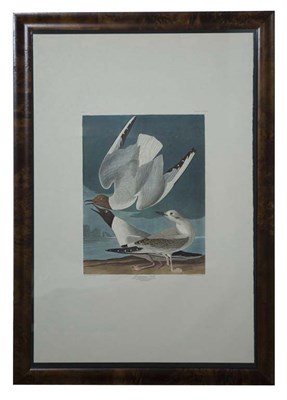 Lot 112 - After John James Audubon BONAPARTIAN GULL...