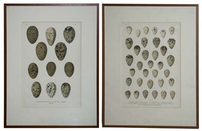 Lot 110 - After A. Reichert [BIRD EGG STUDIES] Two...