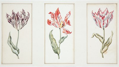 Lot 39 - Dutch School 18th/19th Century Tulip Studies...