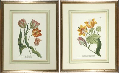 Lot 3104 - Artist Unknown [TULIP STUDIES] Two color...