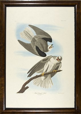 Lot 3103 - After John James Audubon BLACK-WINGED HAWK...