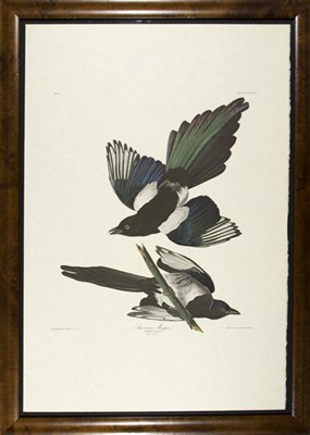 Lot 3109 - After John James Audubon AMERICAN MAGPIE Color...