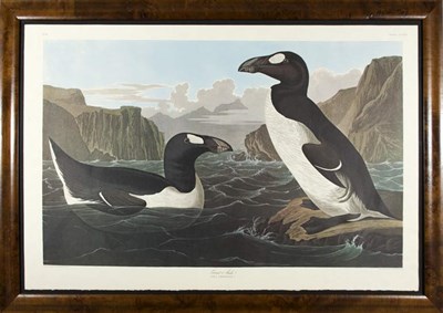 Lot 3099 - After John James Audubon GREAK AUK Color...