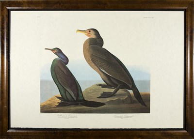 Lot 3095 - After John James Audubon VIOLET GREEN...