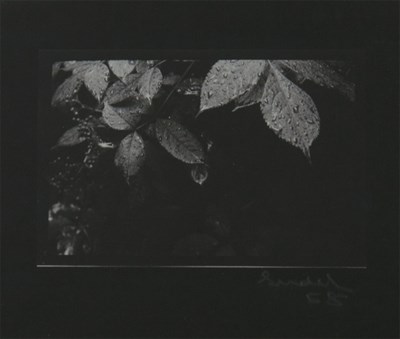 Lot 215 - SUDEK, JOSEF (1896-1976) Untitled [Leaves with...