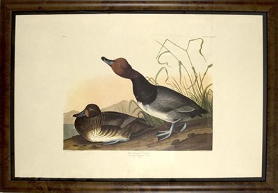 Lot 104 - After John James Audubon RED-HEADED DUCK Color...