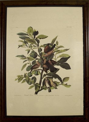 Lot 101 - After John James Audubon GROUND DOVE Color...