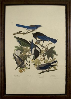 Lot 92 - After John James Audubon YELLOW BILLED MAGPIE.....