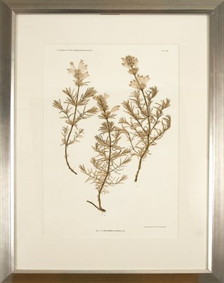 Lot 99 - Constantin von Ettingshausen and Alois Pokorny...