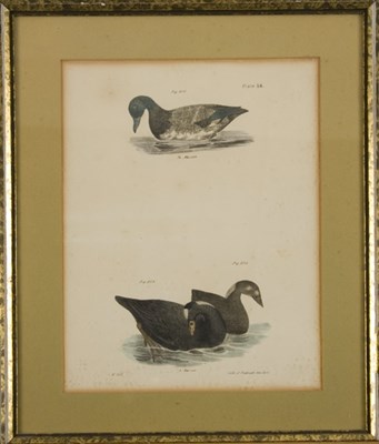 Lot 98 - After J. W. Hill [BIRD STUDIES] Hand-colored...