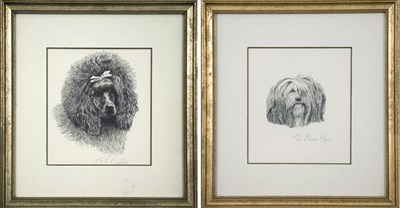 Lot 48 - Artist Unknown THE LHASA APSO; THE POODLE Two...