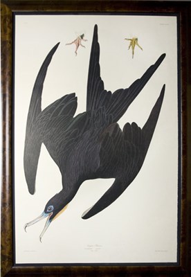 Lot 82 - After John James Audubon FRIGATE PELICAN Color...