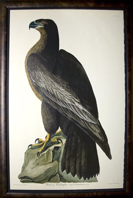 Lot 90 - After John James Audubon BIRD OF WASHINGTON...