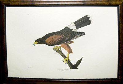 Lot 87 - After John James Audubon LOUISIANA HAWK Color...