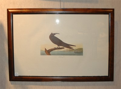 Lot 89 - After John James Audubon NODDY TERN Color...