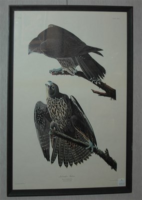 Lot 86 - After John James Audubon LABRADOR FALCON Color...