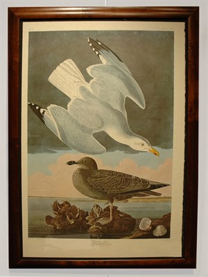 Lot 81 - After John James Audubon HERRING GULL Color...