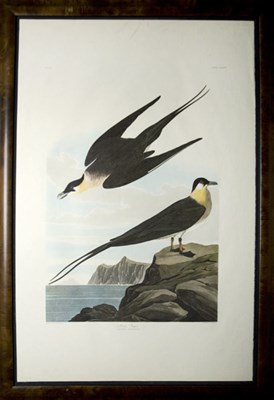Lot 76 - After John James Audubon ARCTIC YAGER Color...