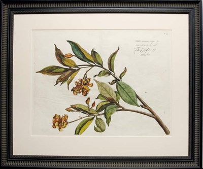 Lot 72 - After Hendrik Adriaan van Rheede [PLANT STUDY]...