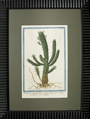 Lot 77 - Artist Unknown [CACTUS PLANT] Hand-colored...