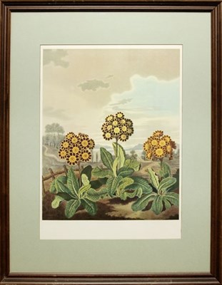 Lot 72 - Samuel Curtis THREE AURICULAS Color...