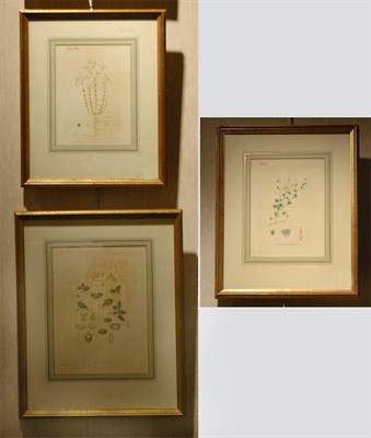 Lot 88 - Artist Unknown [PLANT STUDIES] Three...