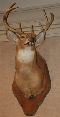 Lot 448 - Mounted Deer Head Trophy