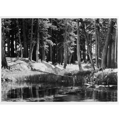 Lot 2 - ADAMS, ANSEL (1902-1984) Lodgepole Pines,...