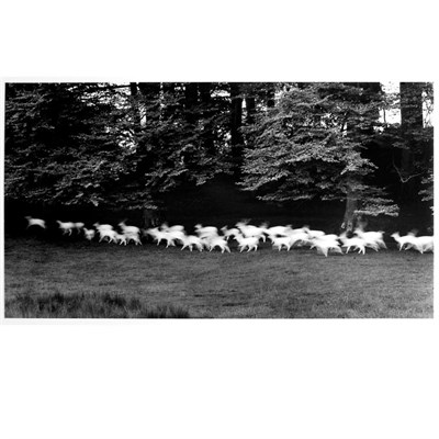 Lot 8 - CAPONIGRO, PAUL (b. 1932) Running White Deer,...