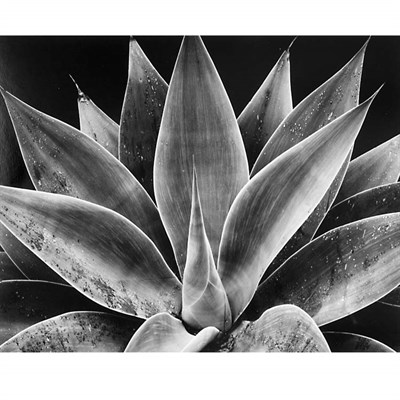 Lot 100 - WESTON, BRETT (1911-1993) Century Plant,...