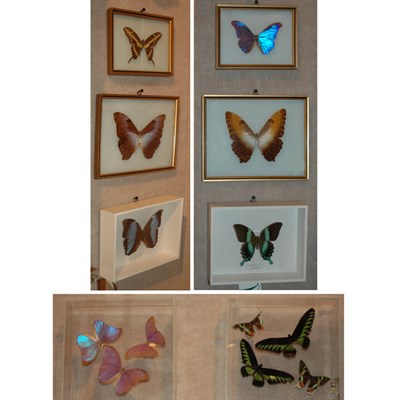 Lot 191 - Group of Eight Butterflies Each in a shadow box.
