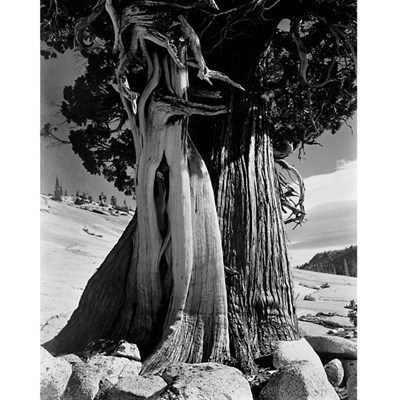 Lot 123 - WESTON, EDWARD (1886-1958) Juniper/Lake Tenaya...