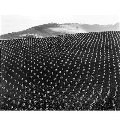 Lot 130 - WESTON, EDWARD (1886-1958) Tomato Field, 1937....