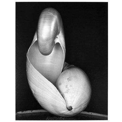 Lot 131 - WESTON, EDWARD (1886-1958) Two Shells, 1927....