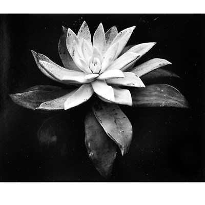 Lot 128 - WESTON, EDWARD (1886-1958) Succulent. 1932....