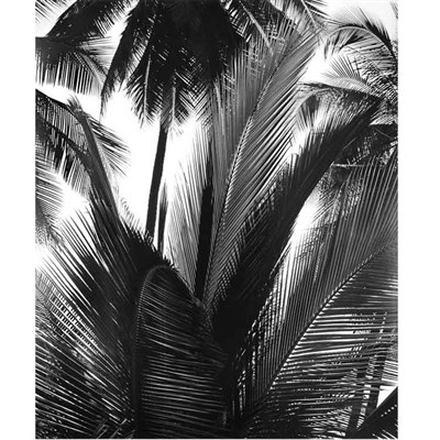 Lot 108 - WESTON, BRETT (1911-1993) Untitled [Palms]....