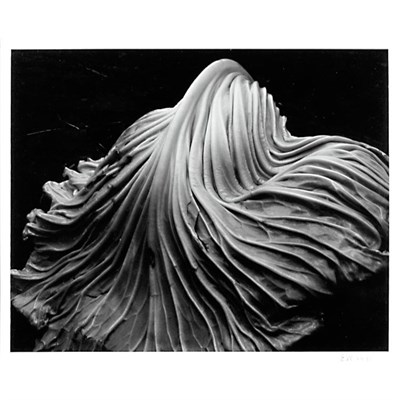 Lot 121 - WESTON, EDWARD (1886-1958) Cabbage Leaf....