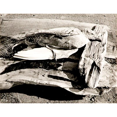 Lot 133 - WHITE, MINOR (1908-1976) [Navarro River,...