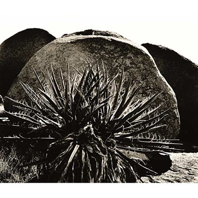 Lot 111 - WESTON, BRETT (1911-1993) Yucca and Boulders....