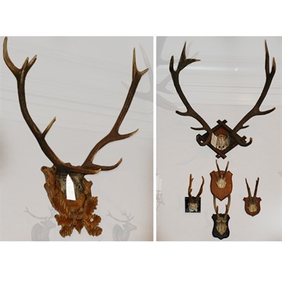 Lot 174 - Group of Six Pairs of Antlers; Together with a...
