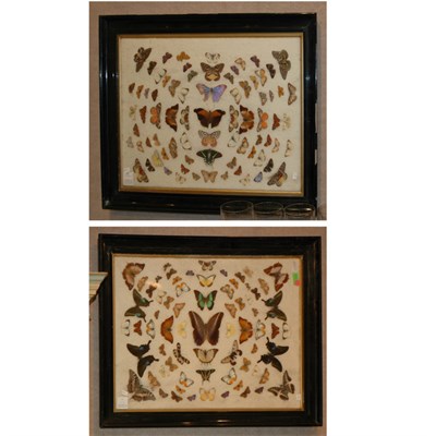 Lot 276 - Two Groups of Framed Butterflies