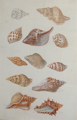 Lot 33 - After C.N. Kleemann Shell Studies: Three Mixed...