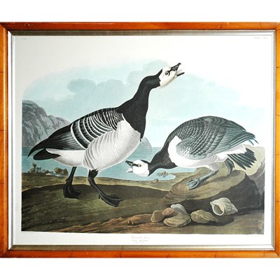 Lot 92 - After John James Audubon BARNACLE GOOSE Color...