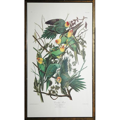 Lot 78 - After John James Audubon CAROLINA PARROT Color...