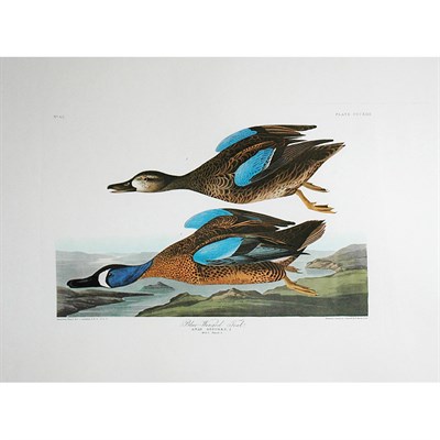 Lot 91 - After John James Audubon BLUE-WINGED TEAL...