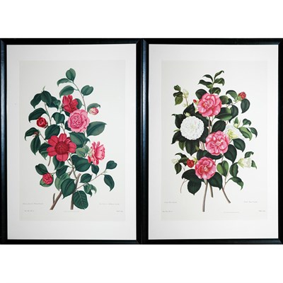 Lot 80 - After Clara Maria Pope DOUBLE WHITE CAMELLIA,...