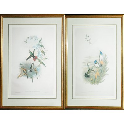Lot 84 - J. Gould & H. C. Richter [HUMMINGBIRD STUDIES]...